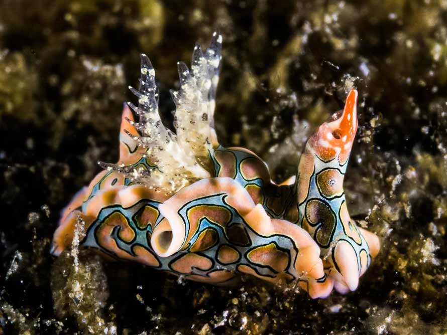 Sagaminopteron psychedelicum